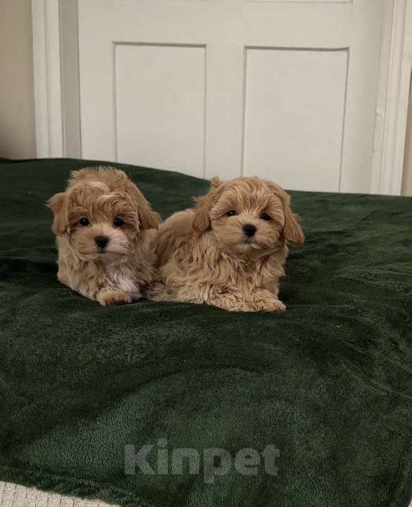 Собаки в Волгограде: Мальтипу f1 в продаже  Мальчик, 28 000 руб. - фото 3