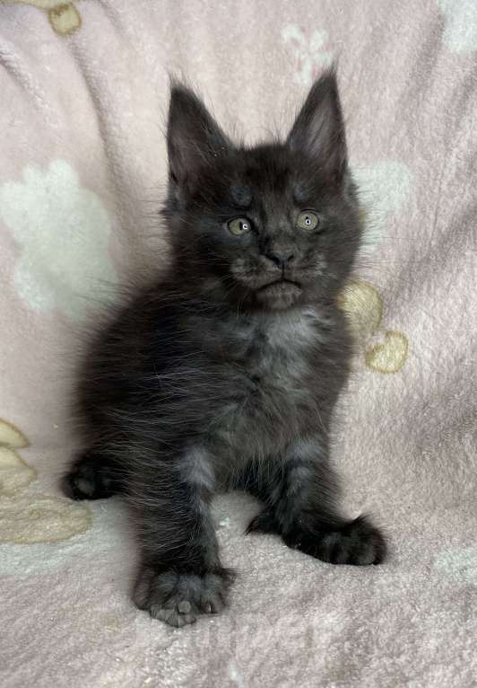 Кошки в Дмитрове: Черный дымчатый мальчик Yaromir Мальчик, 50 000 руб. - фото 3