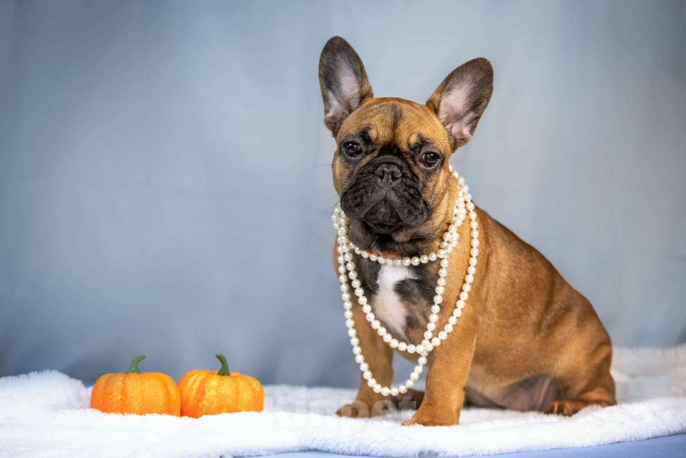 Собаки в Ярославле: Девочка француженка  Девочка, 50 000 руб. - фото 1