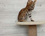 Кошки в Миассе: Бенгальский котенок Алёша Попович Мальчик, 35 000 руб. - фото 2