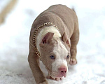 Собаки в других городах Московской области: Американский булли мальчик хл Мальчик, 100 000 руб. - фото 1