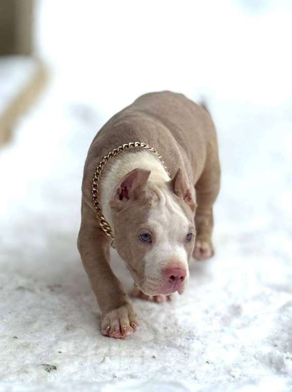 Собаки в других городах Московской области: Американский булли мальчик хл Мальчик, 100 000 руб. - фото 1