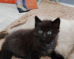 Кошки в Уфе: Котенок Девочка, 10 руб. - фото 4