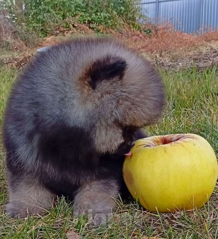 Собаки в Воронеже: Шпиц мишка Мальчик, 60 000 руб. - фото 2