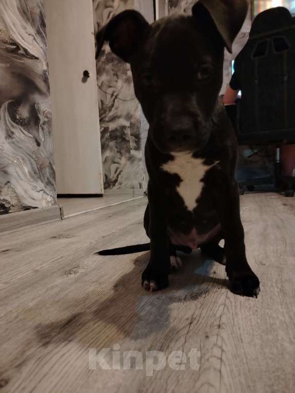 Собаки в Конаково: Продам щенка 5 месяцев  Мальчик, Бесплатно - фото 1