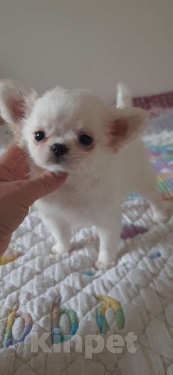 Собаки в Москве: девочка светлого окраса Девочка, 1 руб. - фото 1