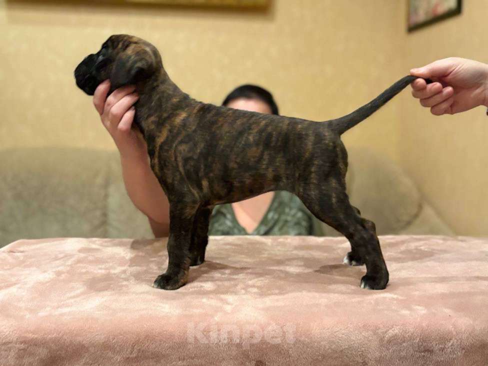 Собаки в Москве: Щенок Боксера Затея Девочка, 65 000 руб. - фото 2