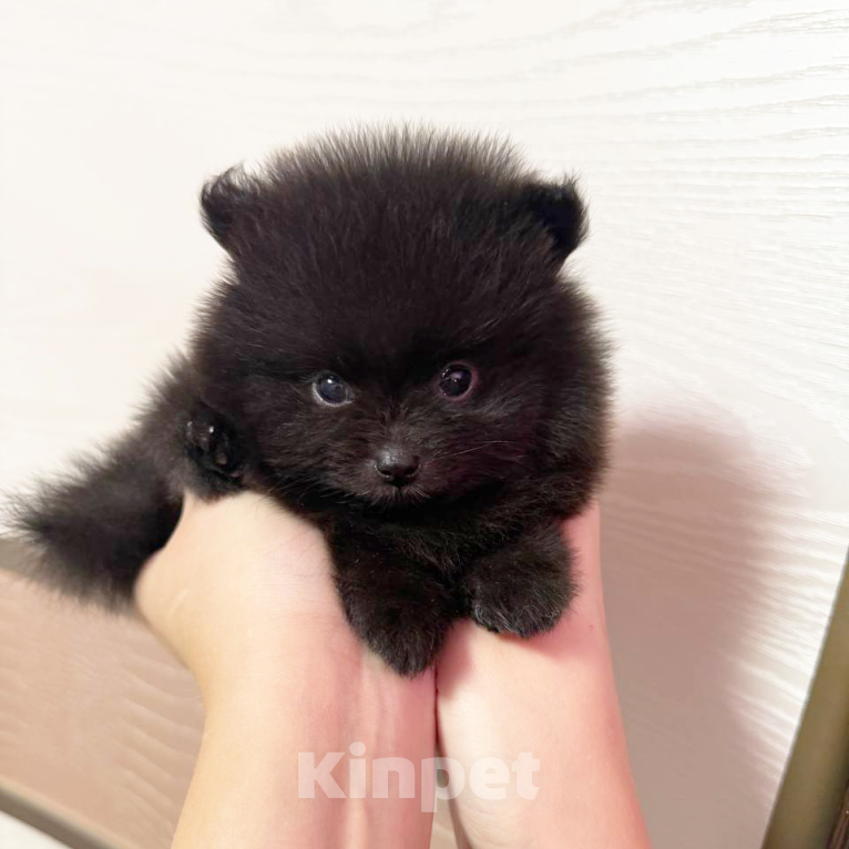 Собаки в Москве: Щенки померанский шпиц, кобель, черный Мальчик, 100 000 руб. - фото 8