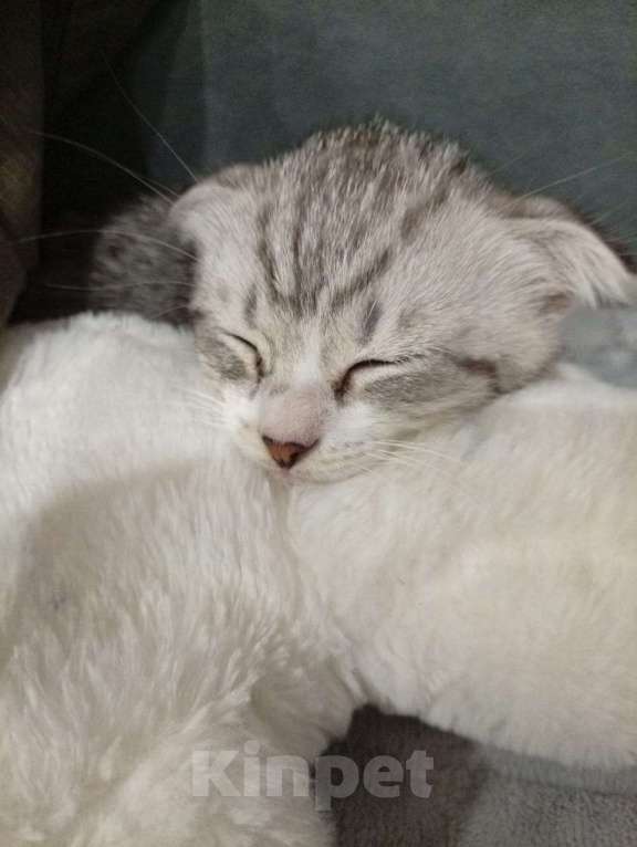 Кошки в Твери: Пропал котенок Мальчик, Бесплатно - фото 1