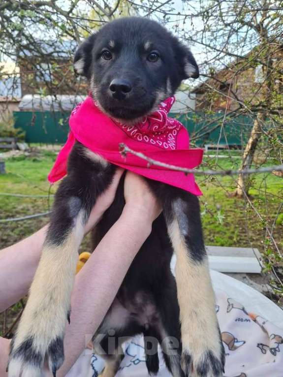 Собаки в Москве: Щенки овчарки в добрые руки Мальчик, Бесплатно - фото 7