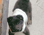 Собаки в Реутове: Девочка-щеночек в добрые руки Девочка, 1 руб. - фото 2