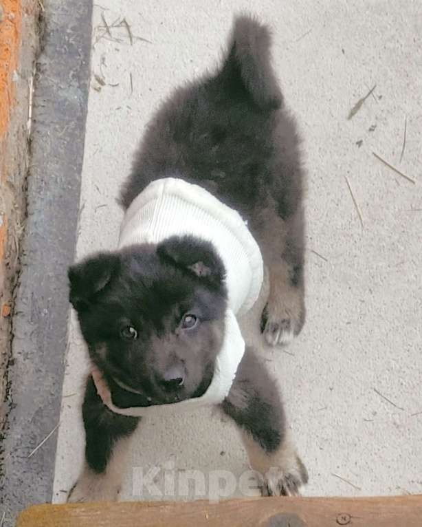 Собаки в Реутове: Девочка-щеночек в добрые руки Девочка, 1 руб. - фото 2