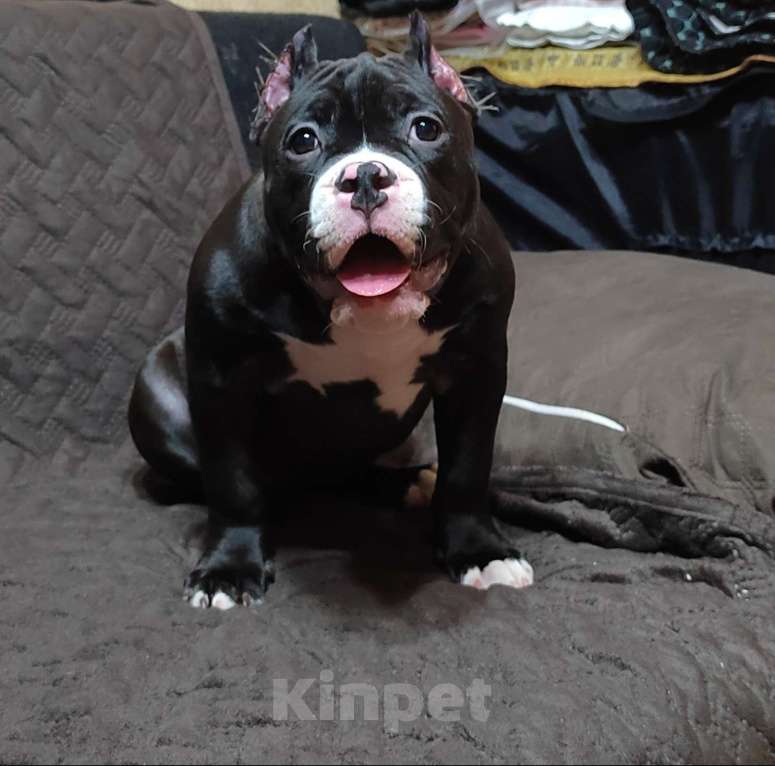 Собаки в Орске: Американский булли покет Разнополые, Бесплатно - фото 7