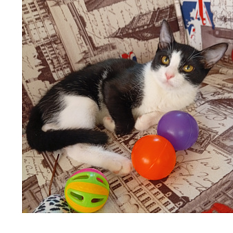 Котенок девочка Сабрина