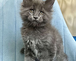 Кошки в Санкт-Петербурге: Мальчик Кумир Мальчик, 90 000 руб. - фото 4