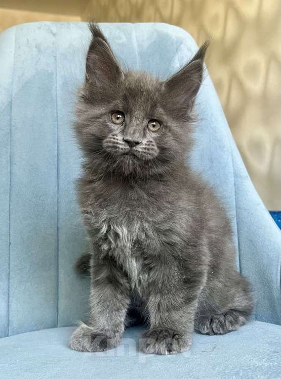 Кошки в Санкт-Петербурге: Мальчик Кумир Мальчик, 90 000 руб. - фото 4