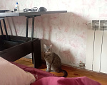 Кошки в других городах Липецкой области: Кот убежал  Мальчик, Бесплатно - фото 2