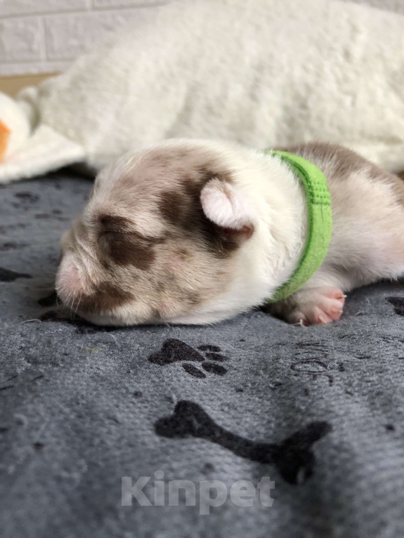 Собаки в Волгограде: Американский булли мальчик покет Мальчик, 50 000 руб. - фото 2