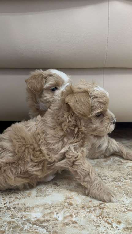 Собаки в других городах Ростовской области: Мальтипу мини Девочка, 150 000 руб. - фото 3