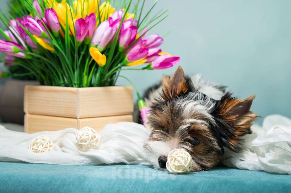 Собаки в Вологде: Таюшка ждёт весну и маму! Очаровательный мальчик бивер терьера (док. РКФ) Мальчик, 85 000 руб. - фото 7