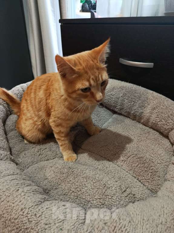 Кошки в Челябинске: Тайский котёнок Мальчик, Бесплатно - фото 5