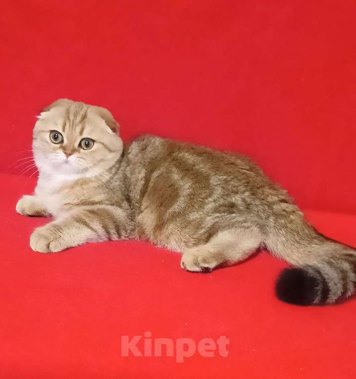 Кошки в Москве: Золотой мраморный зеленоглазый котик Мальчик, 20 000 руб. - фото 5