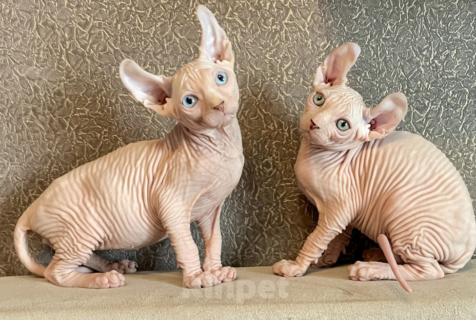 Кошки в Москве: Котики эльфята белые Мальчик, 25 000 руб. - фото 3