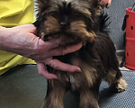 Собаки в Красноярске: Щенки Йоркширского терьера Мальчик, 30 руб. - фото 1