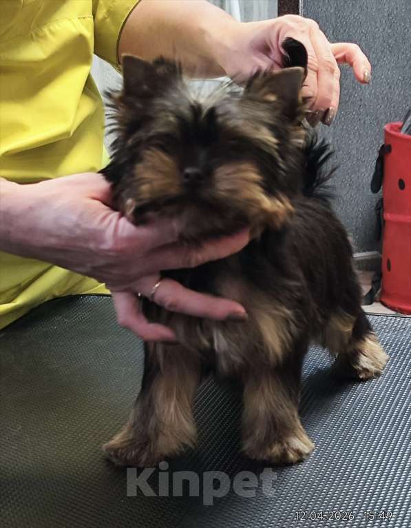 Собаки в Красноярске: Щенки Йоркширского терьера Мальчик, 30 руб. - фото 1