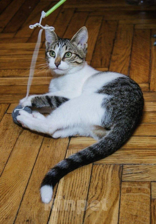 Кошки в Москве: Котенок Мия ищет дом Девочка, Бесплатно - фото 2