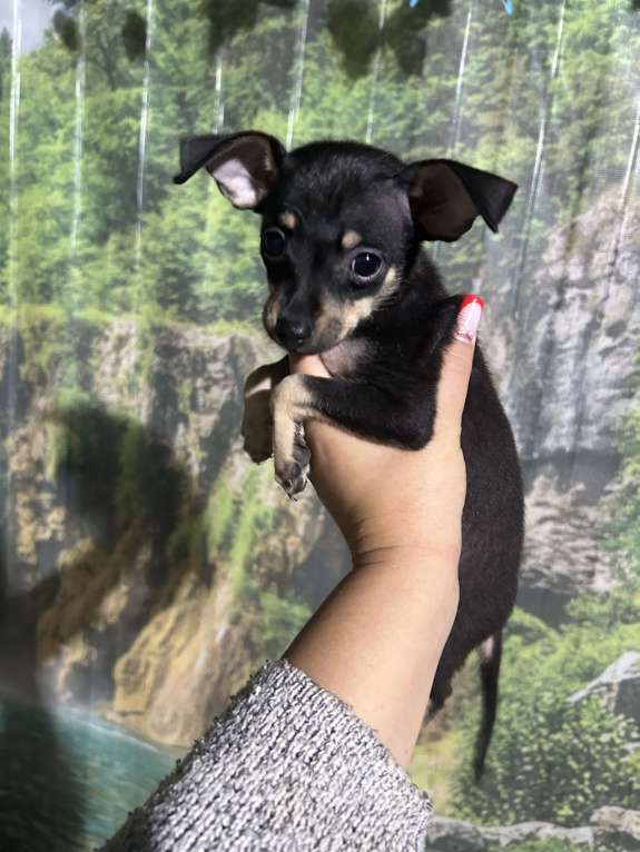 Собаки в других городах Ставропольского края: Продаются тойчики  Мальчик, Бесплатно - фото 5