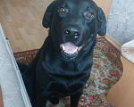 Собаки в Барнауле: Отдам в добрые руки , документов нет возраст 4 года привит  Мальчик, 3 000 руб. - фото 1