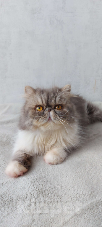 Кошки в Екатеринбурге: Персидская кошка. Девочка, Бесплатно - фото 1