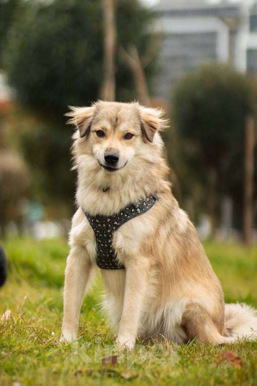 Собаки в Москве: Белкин 2,5 года ищет дом. Мальчик, Бесплатно - фото 3