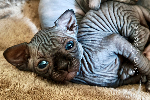Канадский сфинкс котёнок