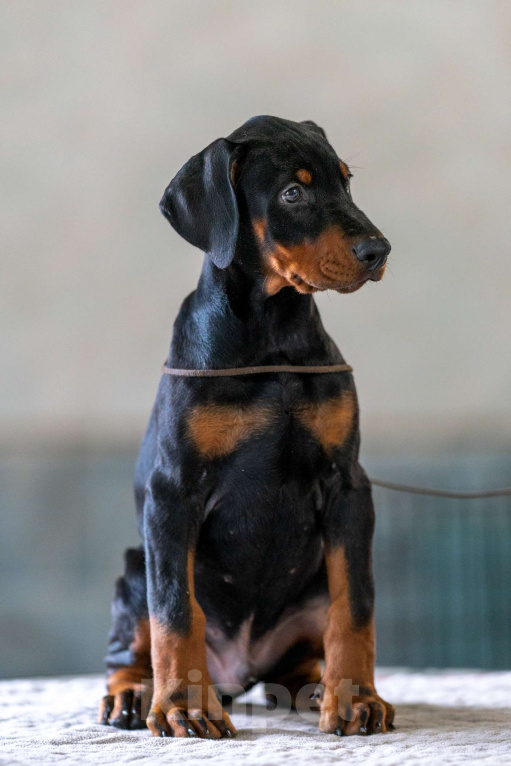 Собаки в Москве: Перспективные щенки добермана Мальчик, 80 000 руб. - фото 3