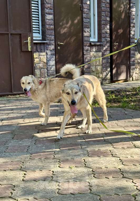 Собаки в других городах Московской области: Собака Карамелька ищет дом! Девочка, Бесплатно - фото 4