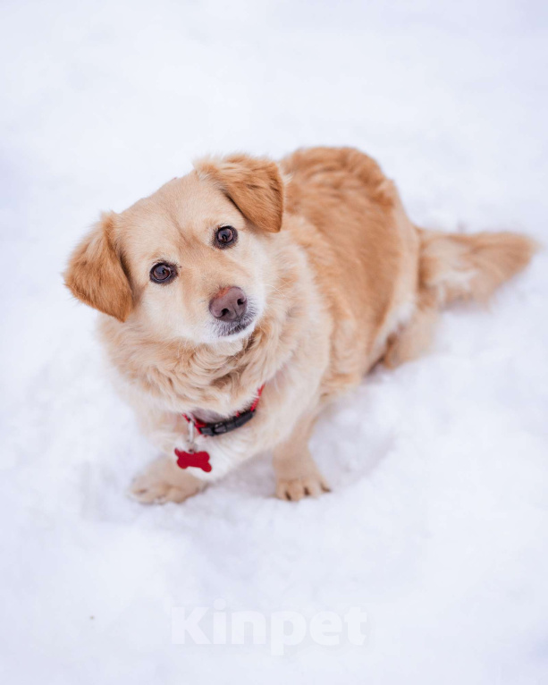 Собаки в Москве: Маленький пёсик ищет дом Мальчик, Бесплатно - фото 1