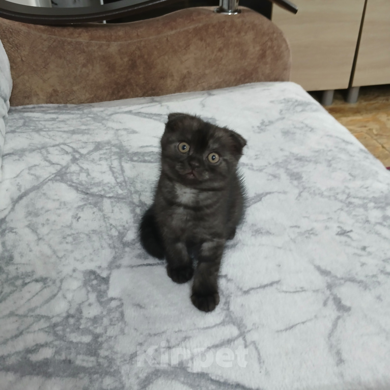 Кошки в Арзамасе: Продаю щотландскую кошечку Девочка, 3 000 руб. - фото 1