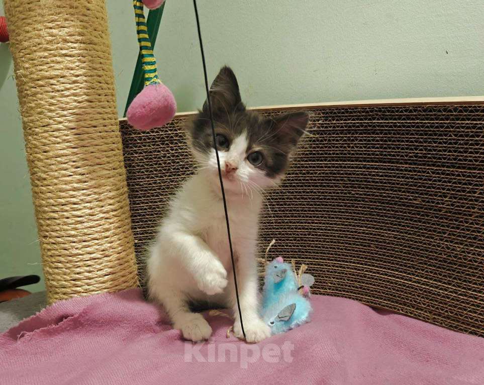 Кошки в Москве: Котенок-карапузик в добрые руки, 1,5 мес Мальчик, Бесплатно - фото 7