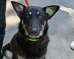 Собаки в Рязани: Гоша - умный городской пёс Мальчик, Бесплатно - фото 1