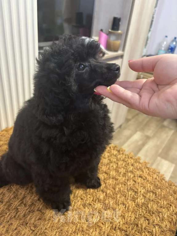 Собаки в Новороссийске: Черная той сука Девочка, Бесплатно - фото 2