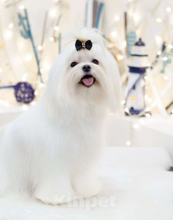 Собаки в Бердске: Щенки мальтезе Мальчик, Бесплатно - фото 1