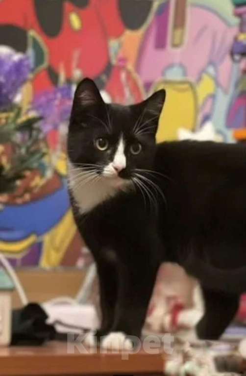 Кошки в Санкт-Петербурге: Прекрасный маркиз котенок в добрые руки Мальчик, Бесплатно - фото 5