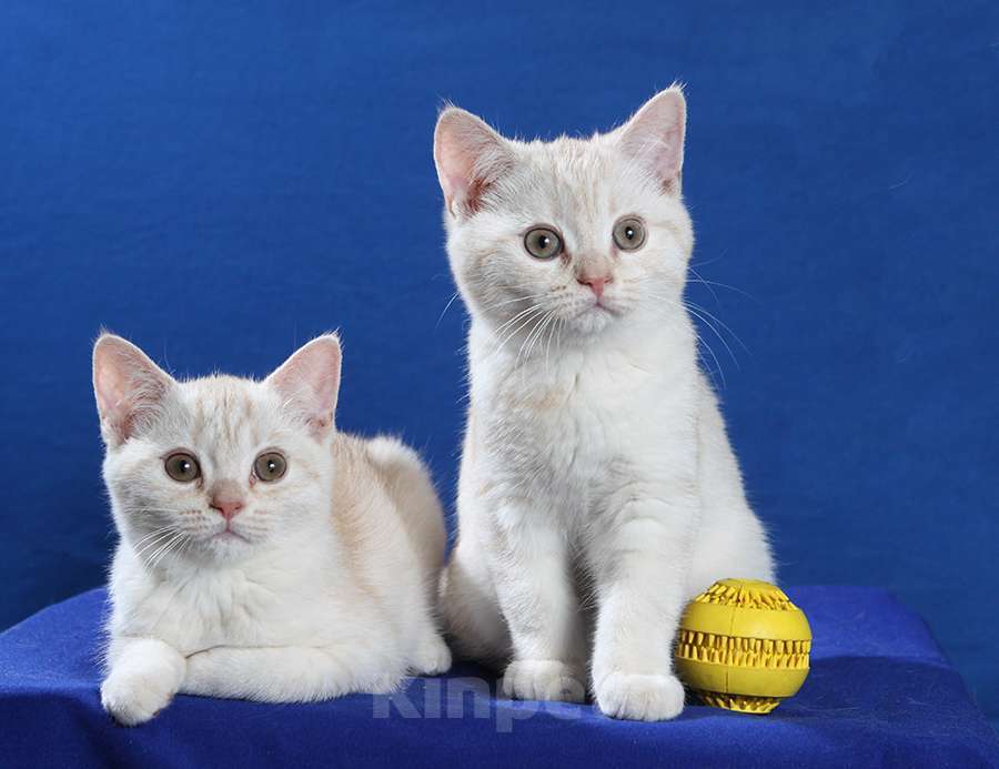 Кошки в Москве: Британский котенок мальчик Мальчик, 10 000 руб. - фото 4