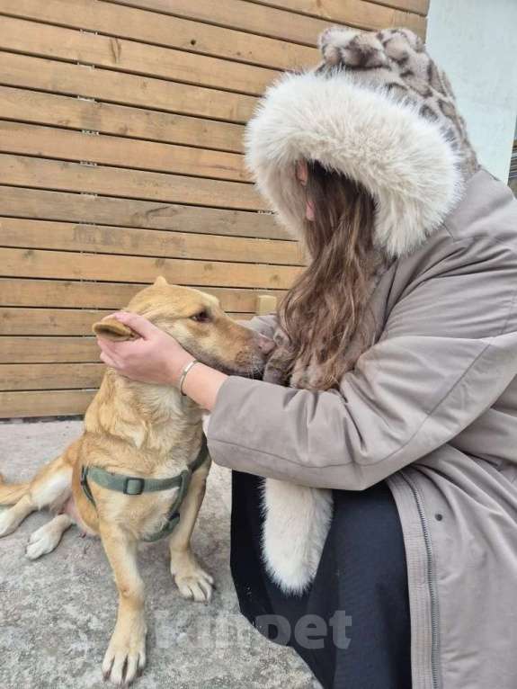Собаки в Санкт-Петербурге: Умная и ласковая собака, метис корги, 1 год Девочка, Бесплатно - фото 9
