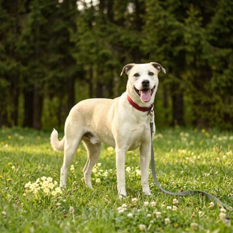 Собаки в Москве: собака Илай из приюта в добрый руки Мальчик, Бесплатно - фото 1