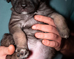 Собаки в Новочеркасске: Отдам щенка в добрые руки Девочка, Бесплатно - фото 2
