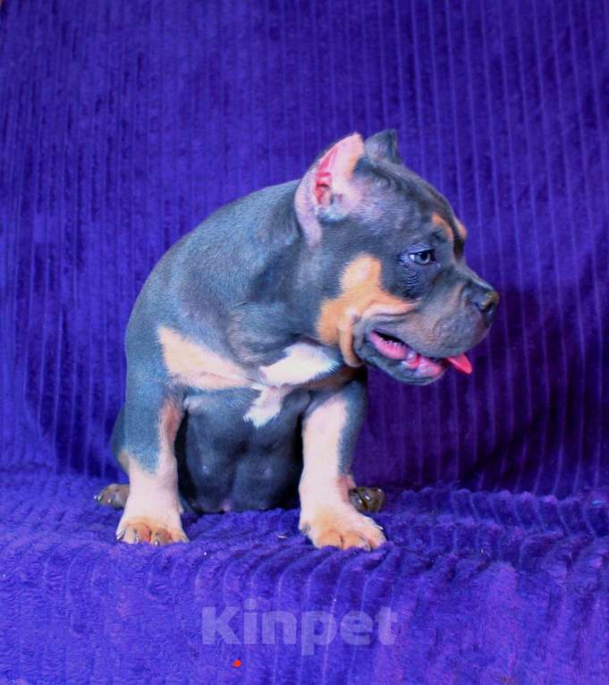 Собаки в других городах Ярославской области: Девочка- булли Девочка, 90 000 руб. - фото 9