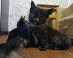 Кошки в Санкт-Петербурге: Кошечка мейн кун Девочка, 12 000 руб. - фото 2